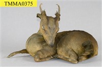 藏品(山羌)的圖片